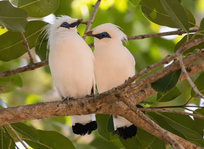 Birding