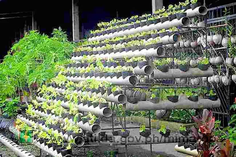Urban Gardening
