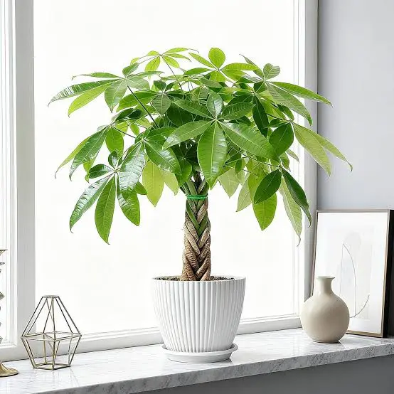why plants make the perfect gift